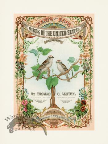 Thomas Gentry Bird 56